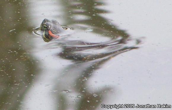 Red-eared Slider (Trachemys scripta elegans)