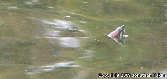 Red-eared Slider (Trachemys scripta elegans)