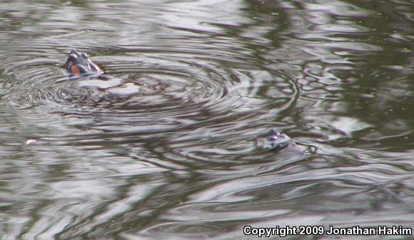 Red-eared Slider (Trachemys scripta elegans)