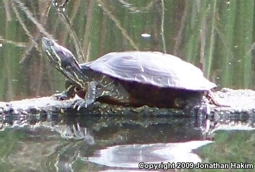 Red-eared Slider (Trachemys scripta elegans)