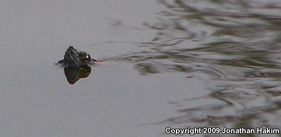 Red-eared Slider (Trachemys scripta elegans)