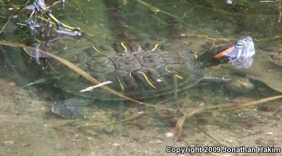 Red-eared Slider (Trachemys scripta elegans)