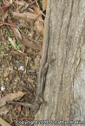 Great Basin Fence Lizard (Sceloporus occidentalis longipes)