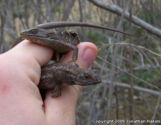 Great Basin Fence Lizard (Sceloporus occidentalis longipes)