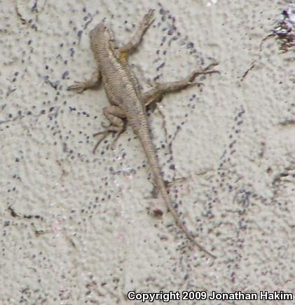 Great Basin Fence Lizard (Sceloporus occidentalis longipes)