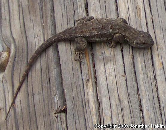 Great Basin Fence Lizard (Sceloporus occidentalis longipes)