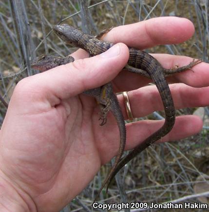 San Diego Alligator Lizard (Elgaria multicarinata webbii)