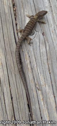 San Diego Alligator Lizard (Elgaria multicarinata webbii)