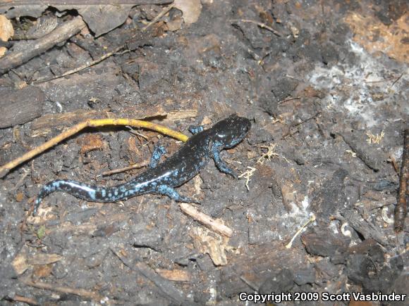 Blue-spotted Salamander (Ambystoma laterale)