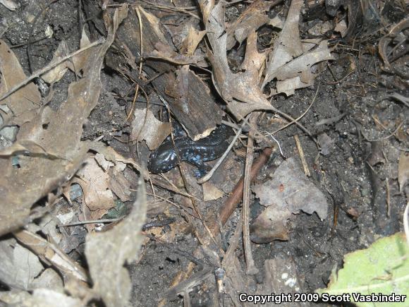 Blue-spotted Salamander (Ambystoma laterale)