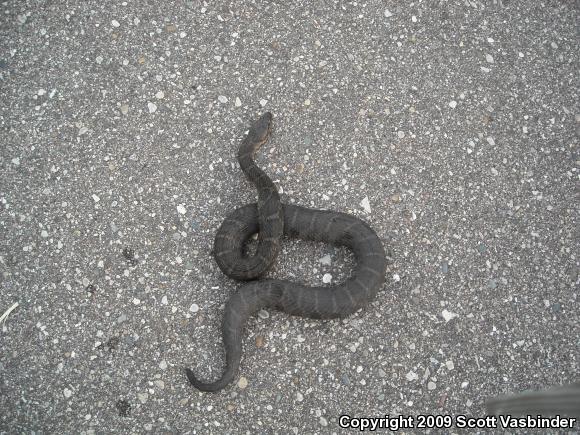 Northern Watersnake (Nerodia sipedon sipedon)