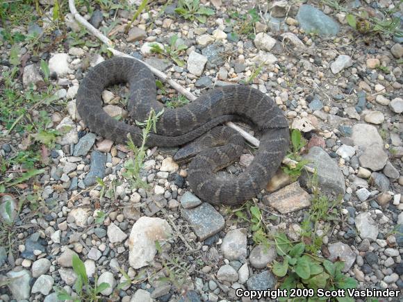 Northern Watersnake (Nerodia sipedon sipedon)