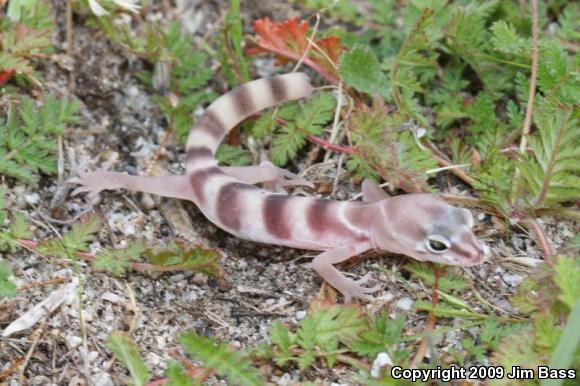 San Diego Banded Gecko (Coleonyx variegatus abbotti)