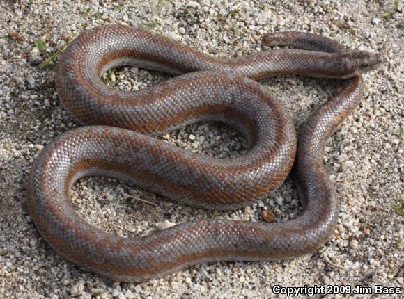 Coastal Rosy Boa (Lichanura trivirgata roseofusca)