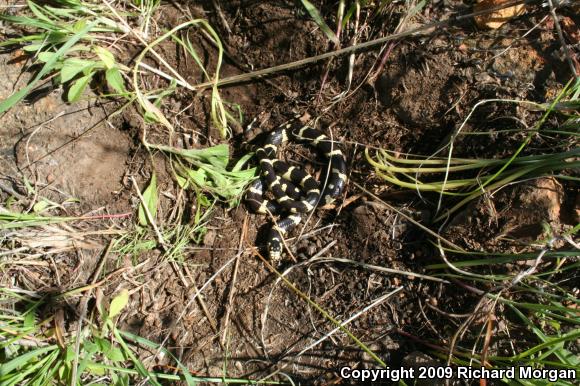 California Kingsnake (Lampropeltis getula californiae)