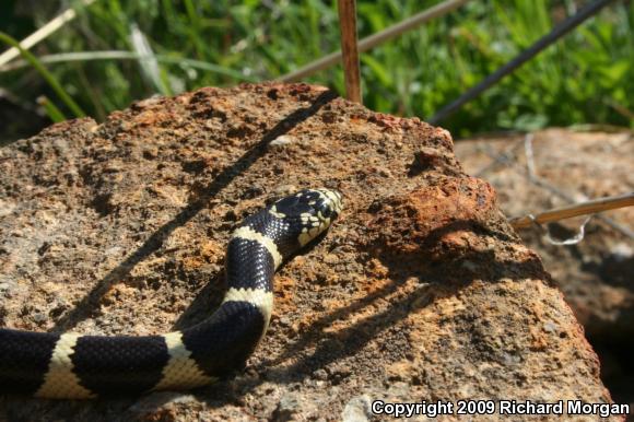 California Kingsnake (Lampropeltis getula californiae)