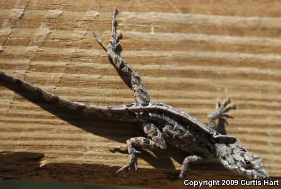 Cuban Brown Anole (Anolis sagrei sagrei)