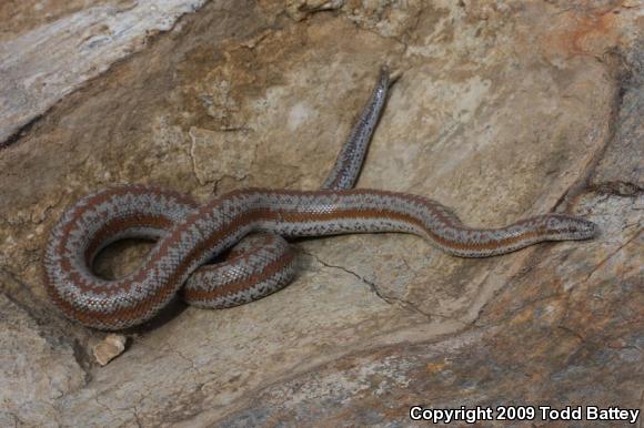 Coastal Rosy Boa (Lichanura trivirgata roseofusca)