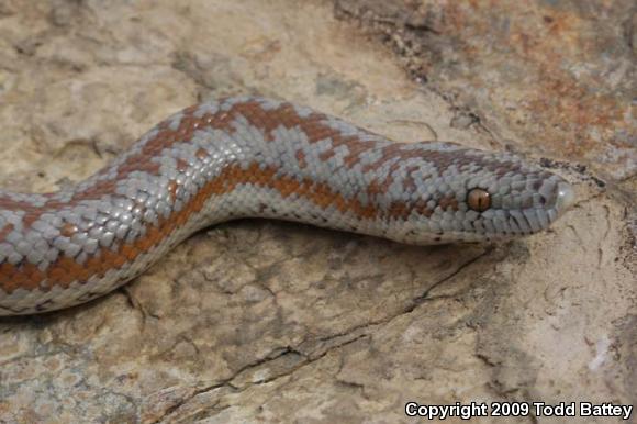 Coastal Rosy Boa (Lichanura trivirgata roseofusca)