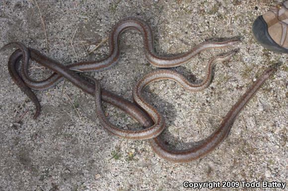 Coastal Rosy Boa (Lichanura trivirgata roseofusca)