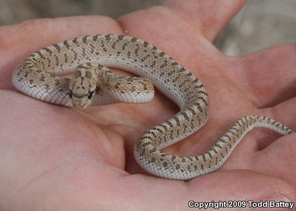 Desert Glossy Snake (Arizona elegans eburnata)