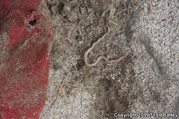 Desert Glossy Snake (Arizona elegans eburnata)