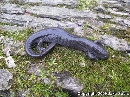 Small-mouthed Salamander (Ambystoma texanum)