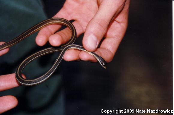 Peninsula Ribbonsnake (Thamnophis sauritus sackenii)