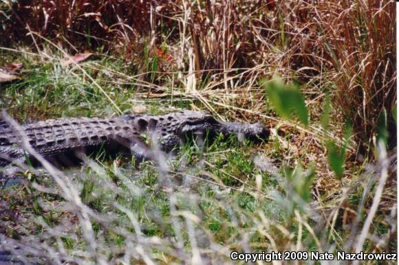 American Alligator (Alligator mississippiensis)