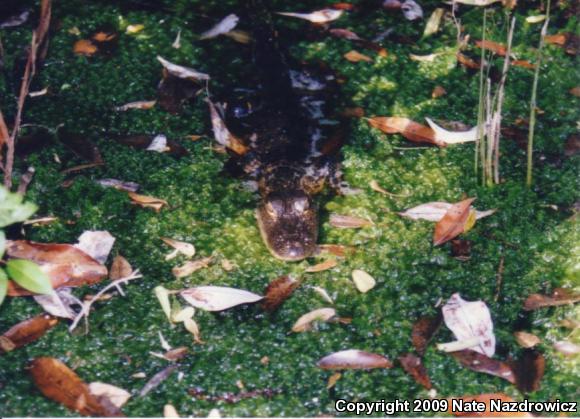 American Alligator (Alligator mississippiensis)