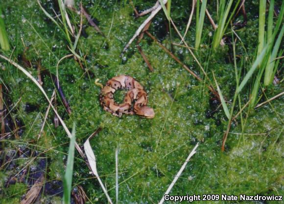 Florida Cottonmouth (Agkistrodon piscivorus conanti)