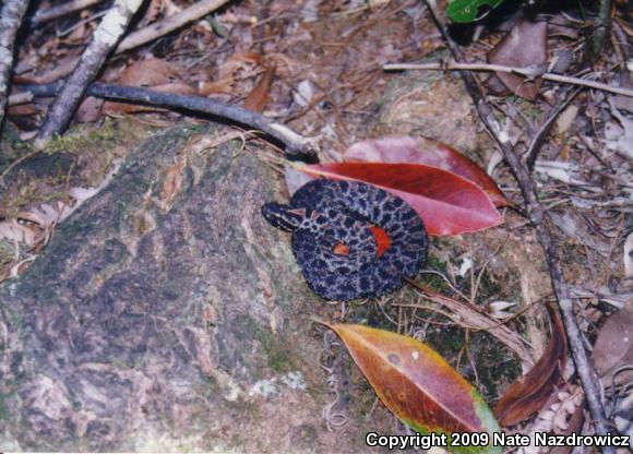 Dusky Pigmy Rattlesnake (Sistrurus miliarius barbouri)