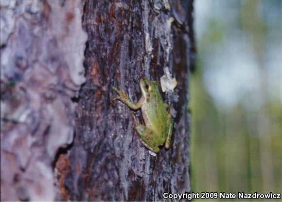 Squirrel Treefrog (Hyla squirella)