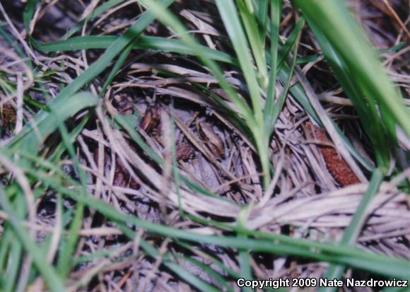 Little Grass Frog (Pseudacris ocularis)