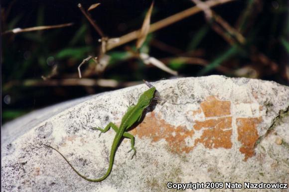 Northern Green Anole (Anolis carolinensis carolinensis)