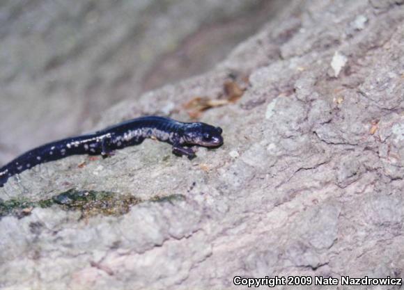 Southeastern Slimy Salamander (Plethodon grobmani)