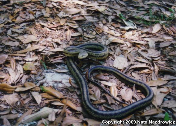 Eastern Ratsnake (Pantherophis alleghaniensis)