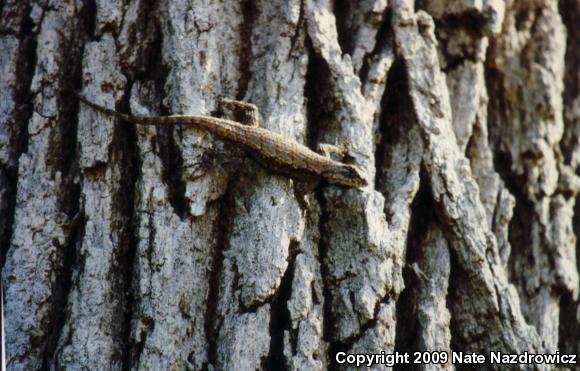 Eastern Fence Lizard (Sceloporus undulatus)