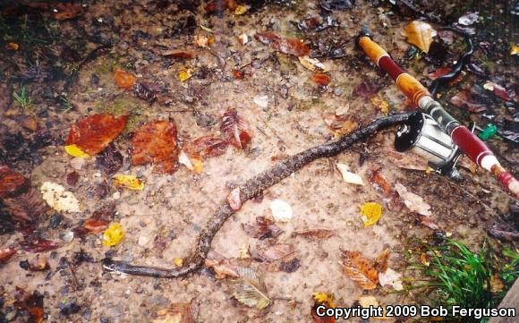 Black Ratsnake (Pantherophis obsoletus obsoletus)