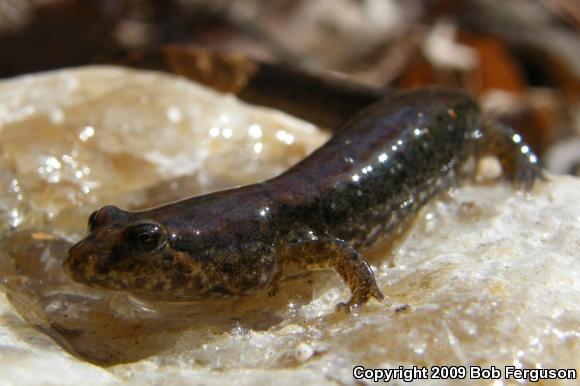 Northern Dusky Salamander (Desmognathus fuscus)