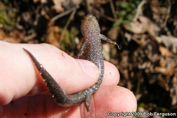 Northern Dusky Salamander (Desmognathus fuscus)