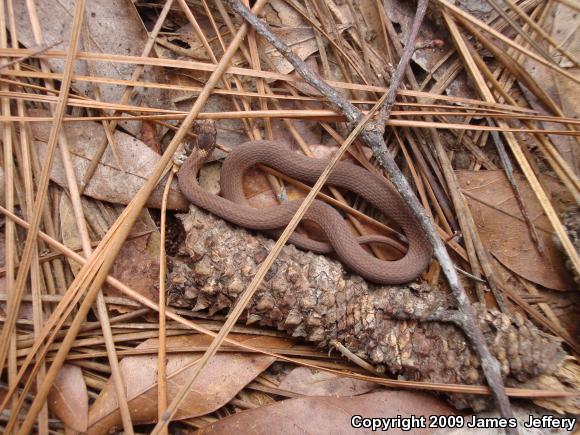 Florida Red-bellied Snake (Storeria occipitomaculata obscura)