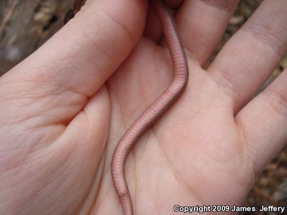 Florida Red-bellied Snake (Storeria occipitomaculata obscura)