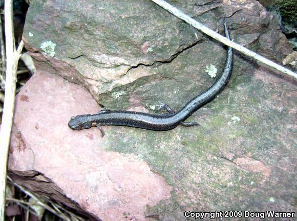 Eastern Red-backed Salamander (Plethodon cinereus)