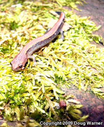 Eastern Red-backed Salamander (Plethodon cinereus)