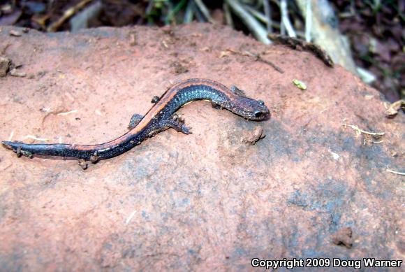 Eastern Red-backed Salamander (Plethodon cinereus)