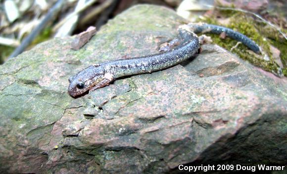 Eastern Red-backed Salamander (Plethodon cinereus)