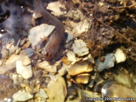 Northern Dusky Salamander (Desmognathus fuscus)