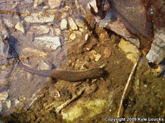 Northern Dusky Salamander (Desmognathus fuscus)