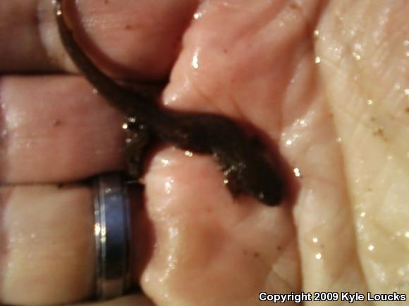 Northern Dusky Salamander (Desmognathus fuscus)